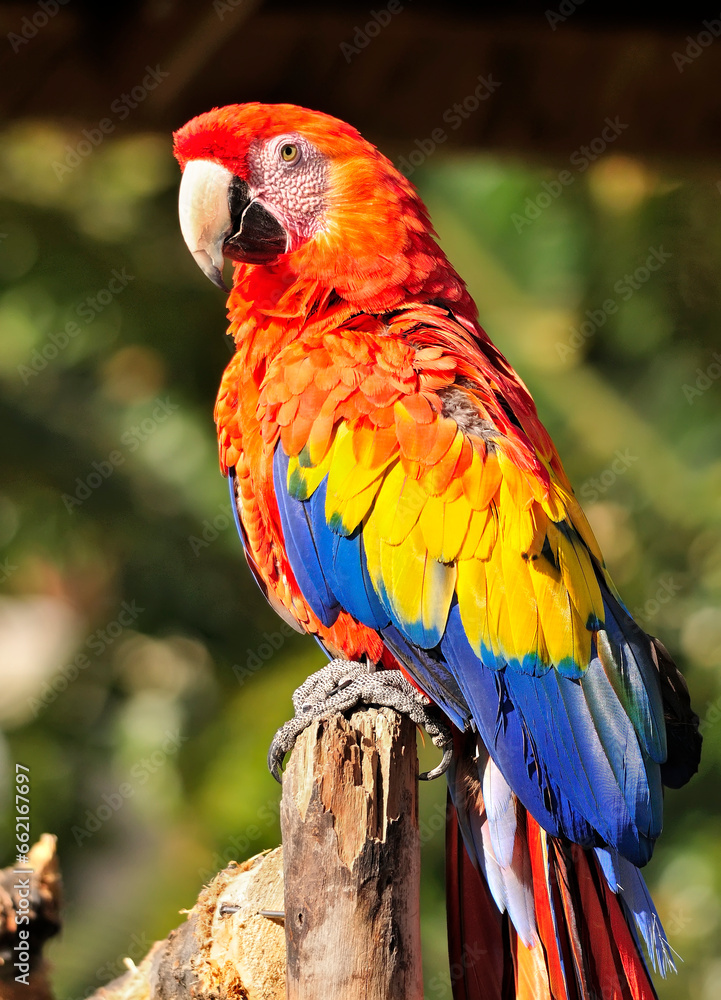 WCC_0241- Red and Blue Macaw