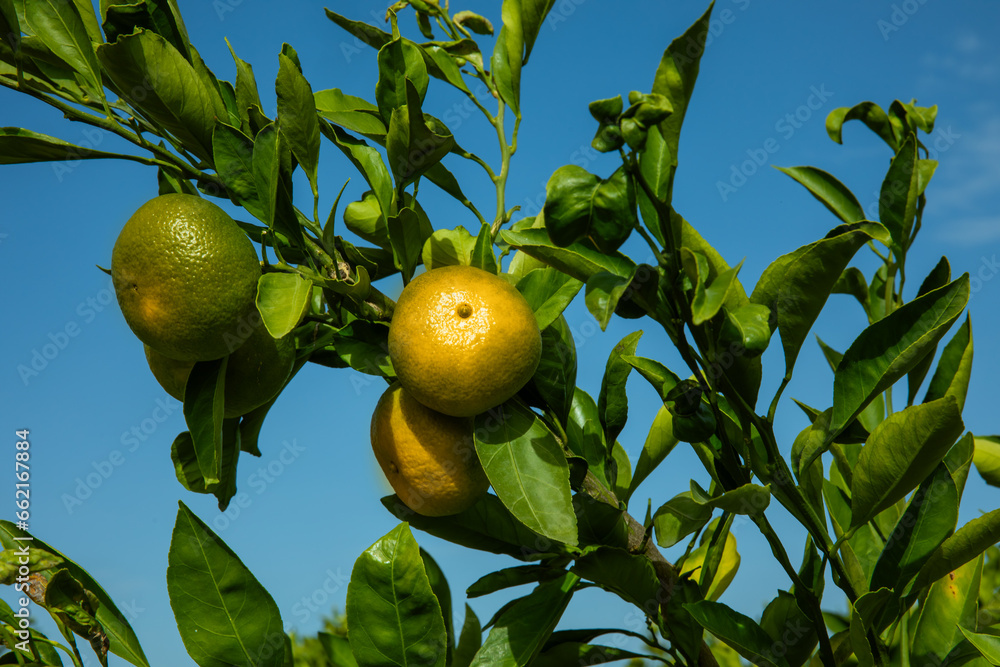 dojrzewające pomarańcze na drzewie na plantacji pomarańczy - obrazy, fototapety, plakaty 