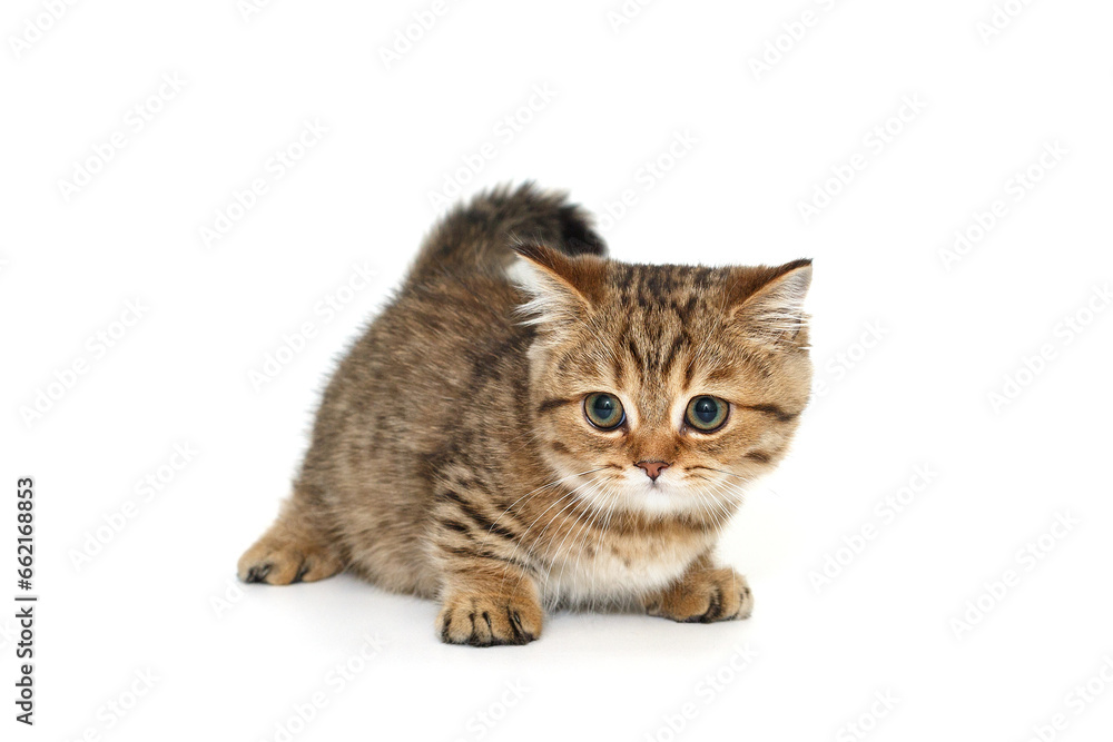 Scottish striped kitten with green eyes