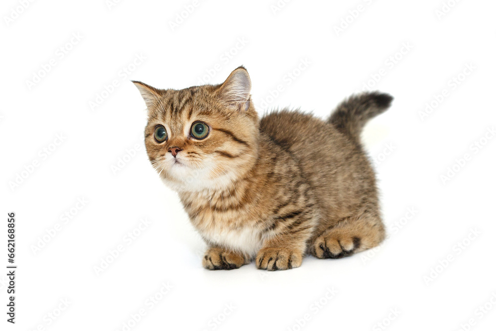 Scottish striped kitten with green eyes