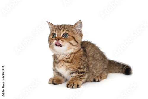 Scottish tabby cat with tongue hanging out