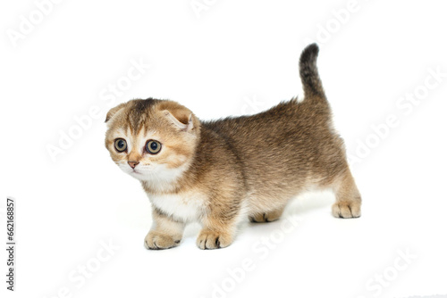 Short-legged, Scottish fold kitten photo