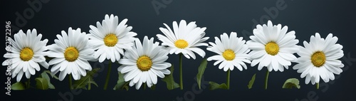 A selection of pristine white daisies grouped together against a stark black background  creating a minimalist and impactful composition