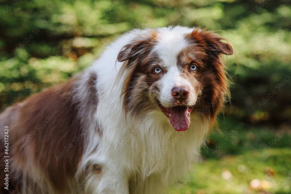 Beautiful brown and white merle Bordercollie dog with striking blue eyes is posing in the autumn forest sunshine looking to the camera Beautiful brown and white merle Bordercollie dog with striking blue eyes is posing in the autumn forest sunshine looking to the camera
