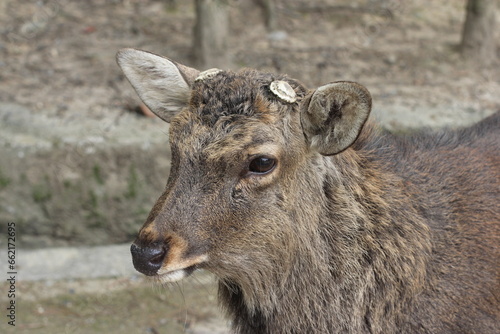 Male deer at Nara Park, no horns, close-up, on the road