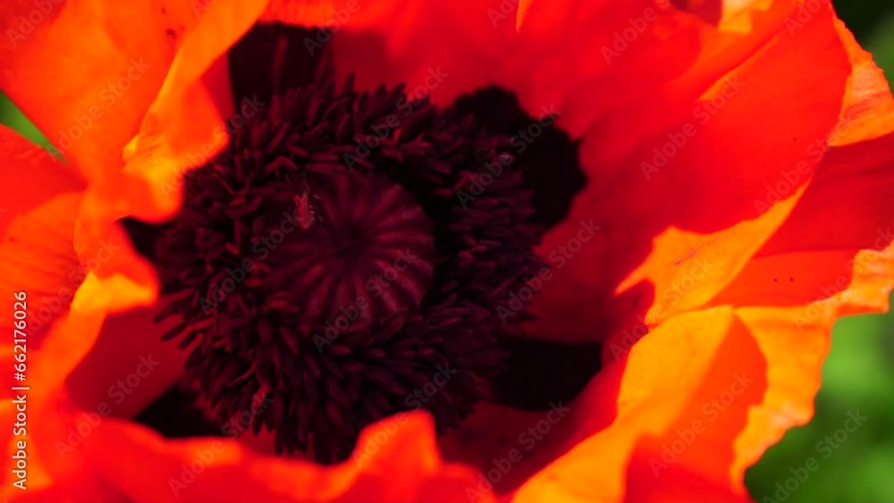 Red Poppy Flower Head close up of petal. Poppies in the meadow wild poppy field, swinging by wind. Macro. Close-up of blossoming poppies. Glade of red poppies. Soft focus blur. Papaver sp. Red Poppy Flower Head close up of petal. Poppies in the meadow wild poppy field, swinging by wind. Macro. Close-up of blossoming poppies. Glade of red poppies. Soft focus blur. Papaver sp.