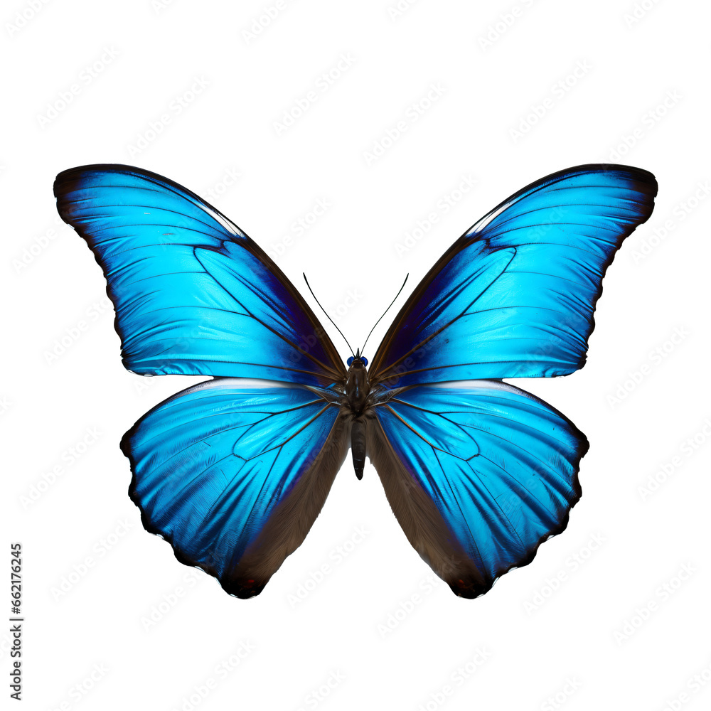 Obraz premium Beautiful blue butterfly is flying, close-up of blue butterfly