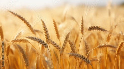 A golden field of wheat blowing in the wind