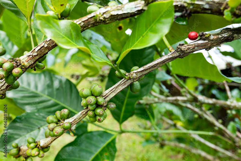 Coffee Plants on trees close-up, coffee crop berries for harvest in Java, Indonesia for Java coffee Coffee Plants on trees close-up, coffee crop berries for harvest in Java, Indonesia for Java coffee