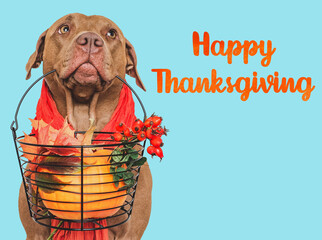 Happy Thanksgiving. Lovely brown puppy and congratulatory inscription. Closeup, indoors. Studio shot. Congratulations for family, relatives, loved ones, friends and colleagues. Pets care concept
