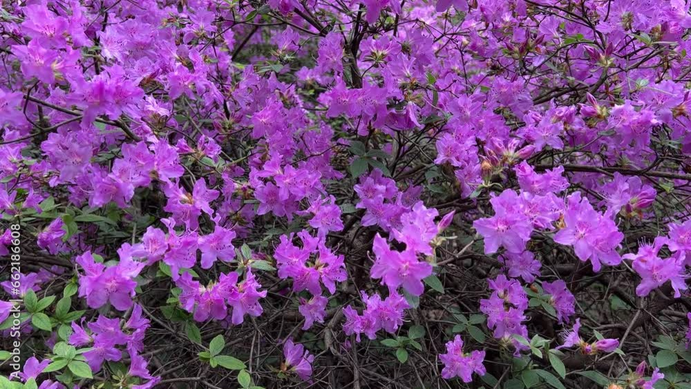 Azalea rhododendron pink purple flowers in spring garden. Azalea rhododendron pink purple flowers in spring garden.