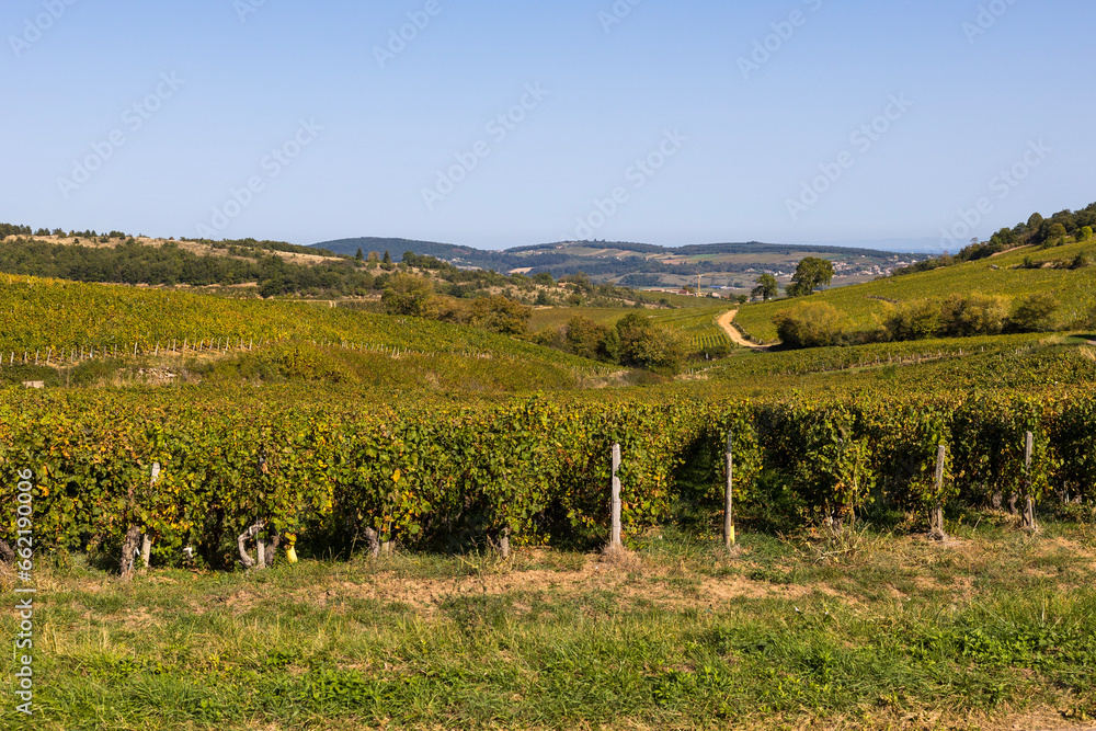 Vignoble de la célèbre appellation Pouilly-Fuissé, en Bourgogne, dans le village de Solutré-Pouilly près de Mâcon