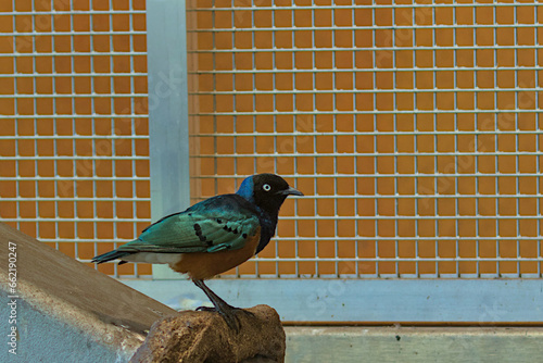 Beautiful colorful superb starling bird. Shiny starlings have colored plumage of blue, greenish and violet with a metallic sheen, the chest and belly with a yellow, red tint. photo