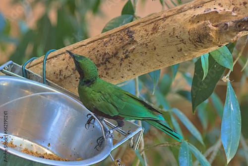 The emerald spangled starling is a songbird in the starling family. Beautiful colorful superb starling bird. Shiny starlings have colored plumage of blue, greenish and violet with a metallic sheen. photo