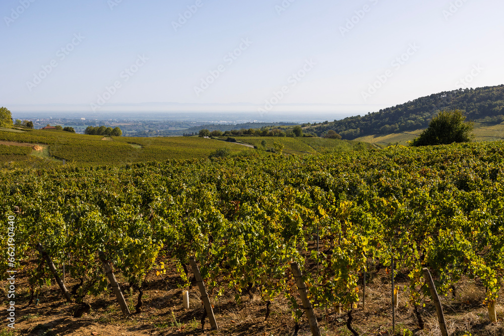 Vignoble de la célèbre appellation Pouilly-Fuissé, en Bourgogne, dans le village de Solutré-Pouilly près de Mâcon
