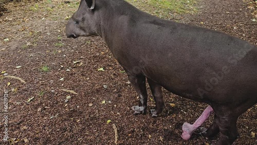 Close view of a Tapirs standing with an erected penis on a meadow on a sunny day photo