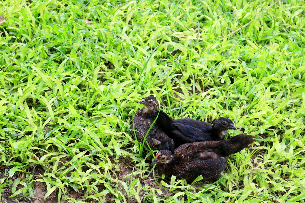 Black chickens on green grass.