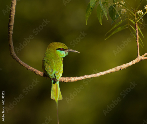 green bee eater