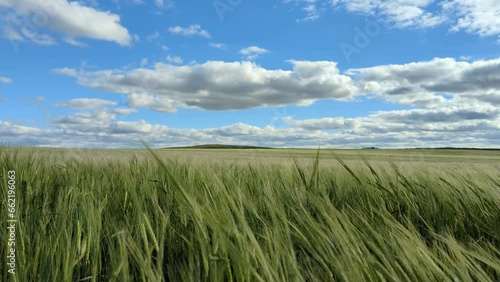 CAMPO DE TRIGO MOVIENDOSE AL VIENTO BAJO UN CIELO AZUL CON NUBES. TERUEL. ESPAÑA