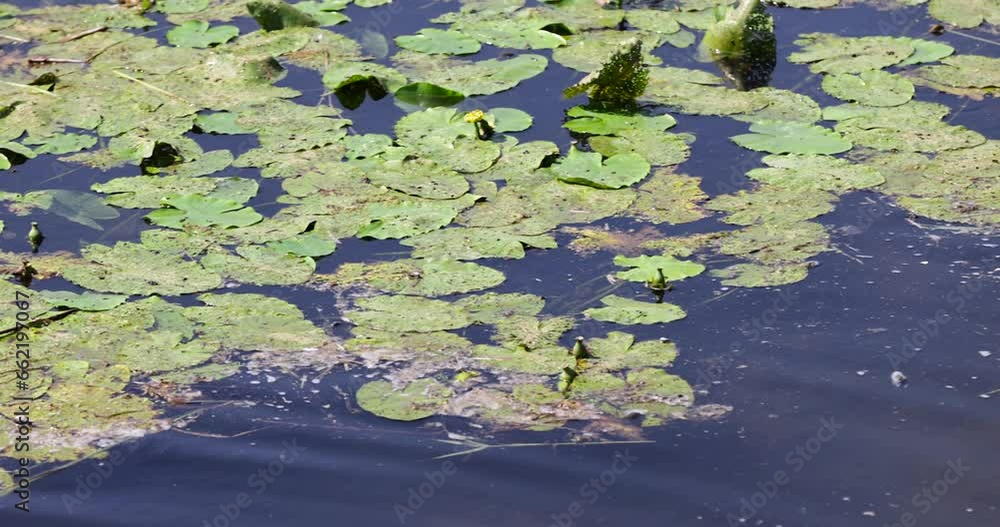 a small swamp in the summer, a close-up of an overgrown swamp in sunny weather a small swamp in the summer, a close-up of an overgrown swamp in sunny weather