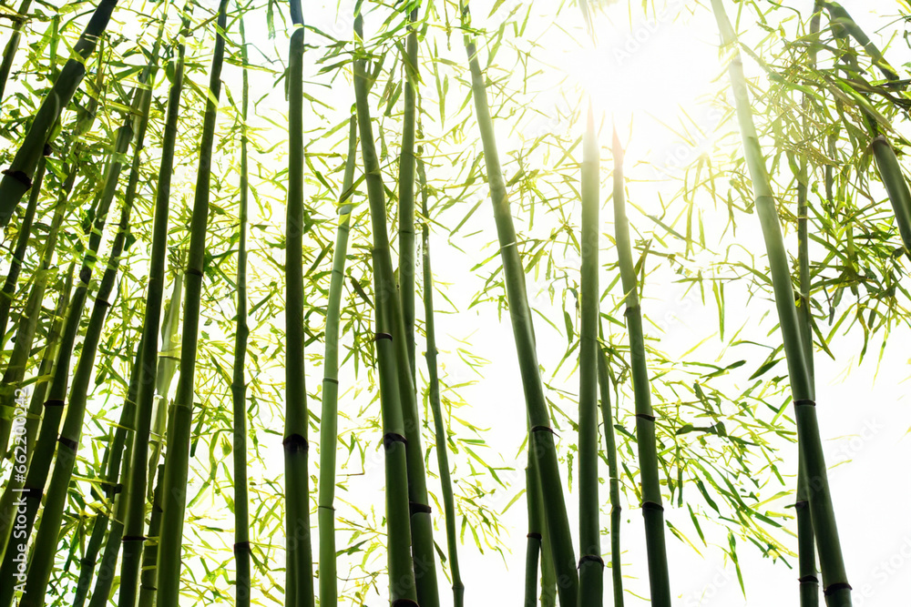 Fototapeta premium large green bamboo forest with sun rays. AI GENERATE
