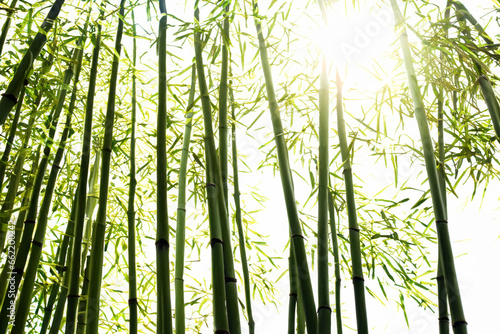 large green bamboo forest with sun rays. AI GENERATE