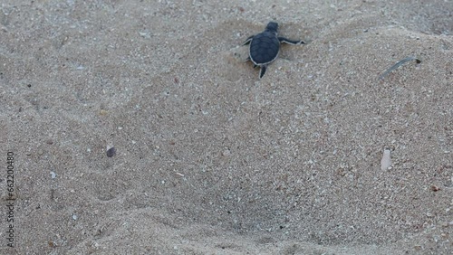 Video of the first steps of a green turtle on the beach. Leaving the sand for the ocean. Cute and magical wildlife moment. Ningaloo Marine Park. Cape Range national park in Exmouth, Western Australia. photo