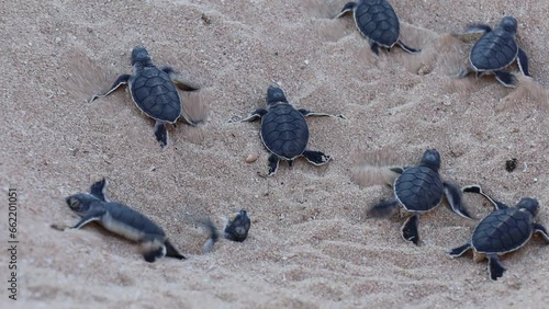 Video of turtle hatchlings on the beach. Many baby turtles going out of the nest, walk on the sand to the ocean. Cute and magical wildlife moment. Ningaloo national park in Exmouth, Western Australia. photo