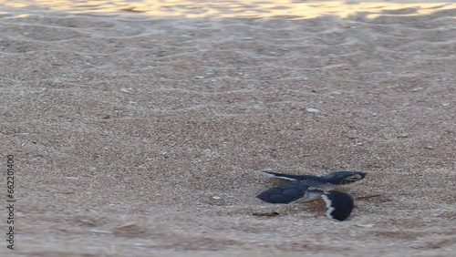 Portrait video of turtles hatchlings on the beach. Many baby turtles going out of the nest, walking on the sand to the ocean. Cute and magical wildlife moment. Ningaloo marine park, Exmouth Australia. photo