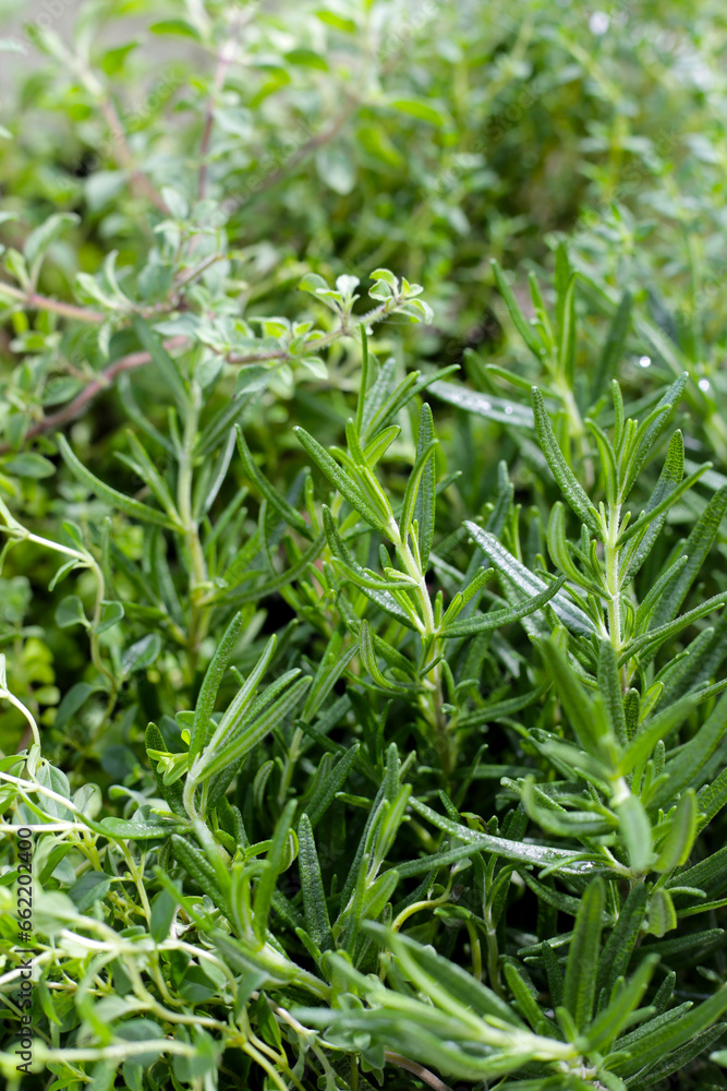 Fresh herbs in the garden Fresh herbs in the garden