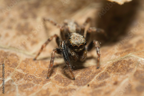 Artistic close ups of a jumping spider or Salticidae, a common spider species all over the world. Very cute spider and very friendly. Halloween is comming. 