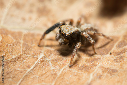 Artistic close ups of a jumping spider or Salticidae, a common spider species all over the world. Very cute spider and very friendly. Halloween is comming. 