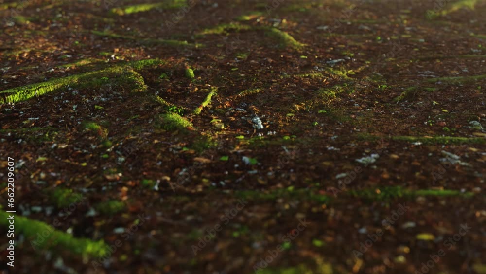 mossy surface with in the forest at sunset. High quality 4k footage. mossy surface with in the forest at sunset. High quality 4k footage.