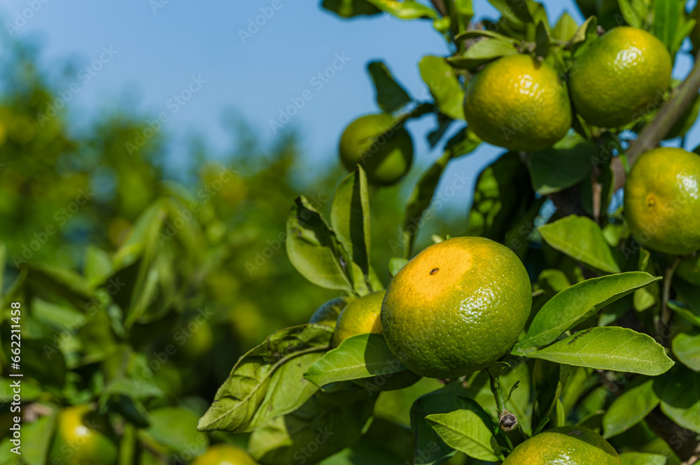 Mandarynki w sadzie. Sad mandarynkowy. Sezon na mandarynki. Dojrzewające mandarynki. Mandarynka na drzewie. Mandarynkowe zbiory. Pomarańczowe owoce. - obrazy, fototapety, plakaty 