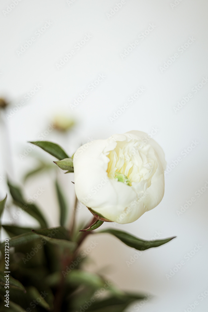 A white rose is photographed close up. One rose. Suitable for postcards A white rose is photographed close up. One rose. Suitable for postcards