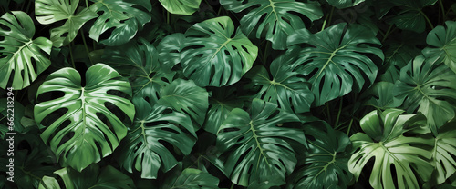 Tropical jungle Monstera leaves, Exotic plants.