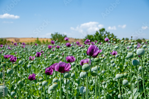 Purple poppy flowers in a field (Papaver somniferum). Poppy, agricultural crop. Blue cloudy sky background.