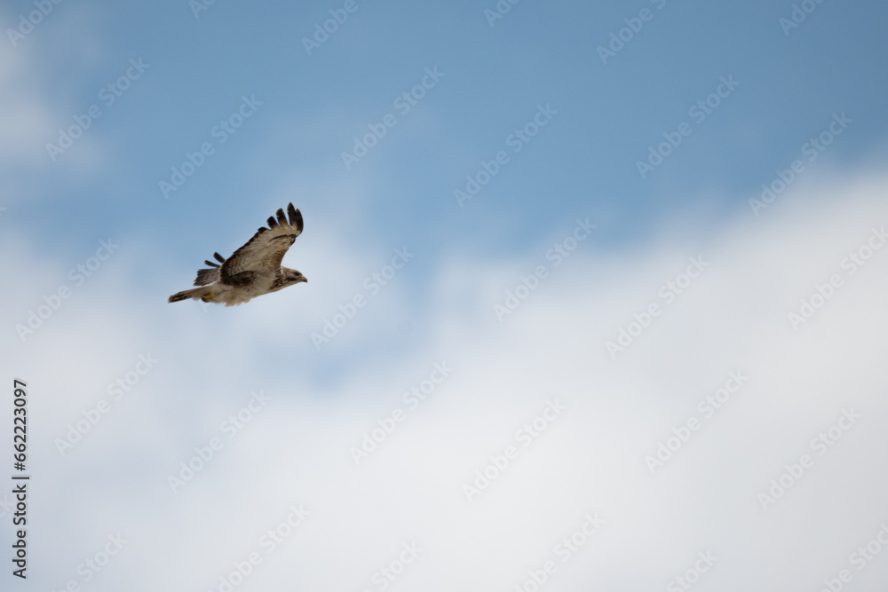 Obraz premium Buteo buteo-Common buzzar-/Buse variable-IUCN=LC-B030_047_016