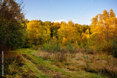 Overgrown dirt road near the forest  with green and yellow tall grass and bushes on the right  with yellow-green trees in the background and a blue sky.