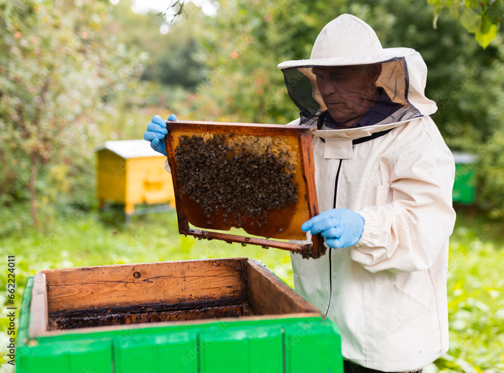 Elderly hiver standing beside hive with hive frame in hands Elderly hiver standing beside hive with hive frame in hands