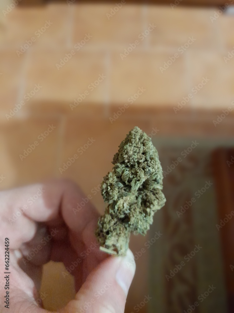 CBD bud held by its small trunk with the tips of your fingers CBD bud held by its small trunk with the tips of your fingers