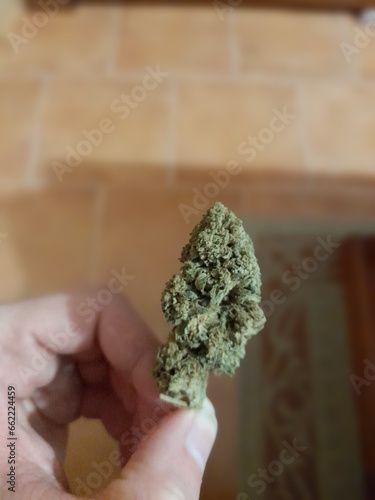 CBD bud held by its small trunk with the tips of your fingers