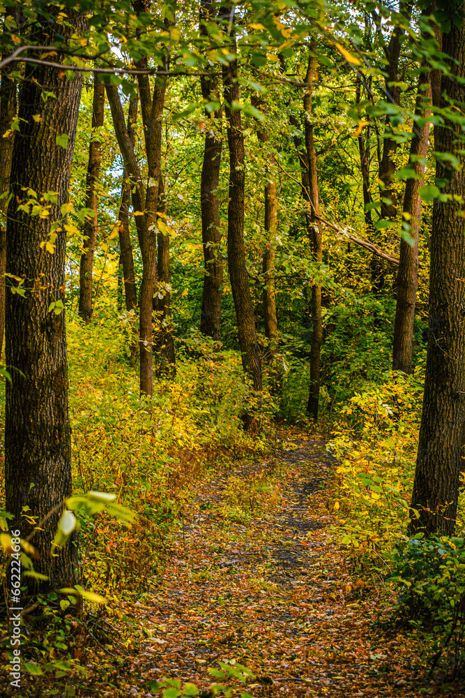 Obraz premium Overgrown path in the autumn forest, surrounded by yellow-green bushes and tree trunks