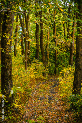 Overgrown path in the autumn forest  surrounded by yellow-green bushes and tree trunks