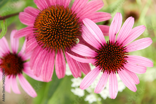 pink echinacea flowers from above