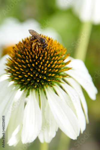 white echinacea flower with little bee