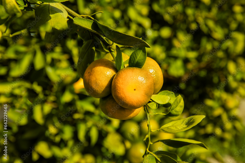 dojrzewające pomarańcze na drzewie na plantacji pomarańczy - obrazy, fototapety, plakaty 