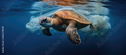Loggerhead Sea Turtle entangled in fishing net in Atlantic ocean near Pico Azores Portugal With copyspace for text