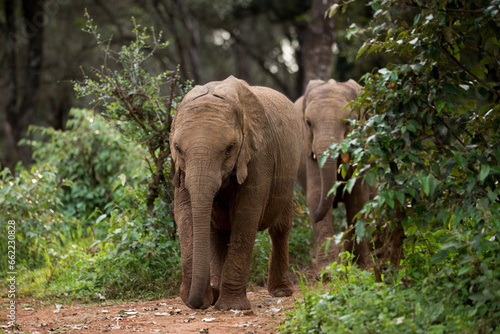 elephant in the forest