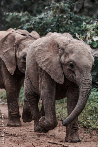elephant in the zoo © Antony Trivet